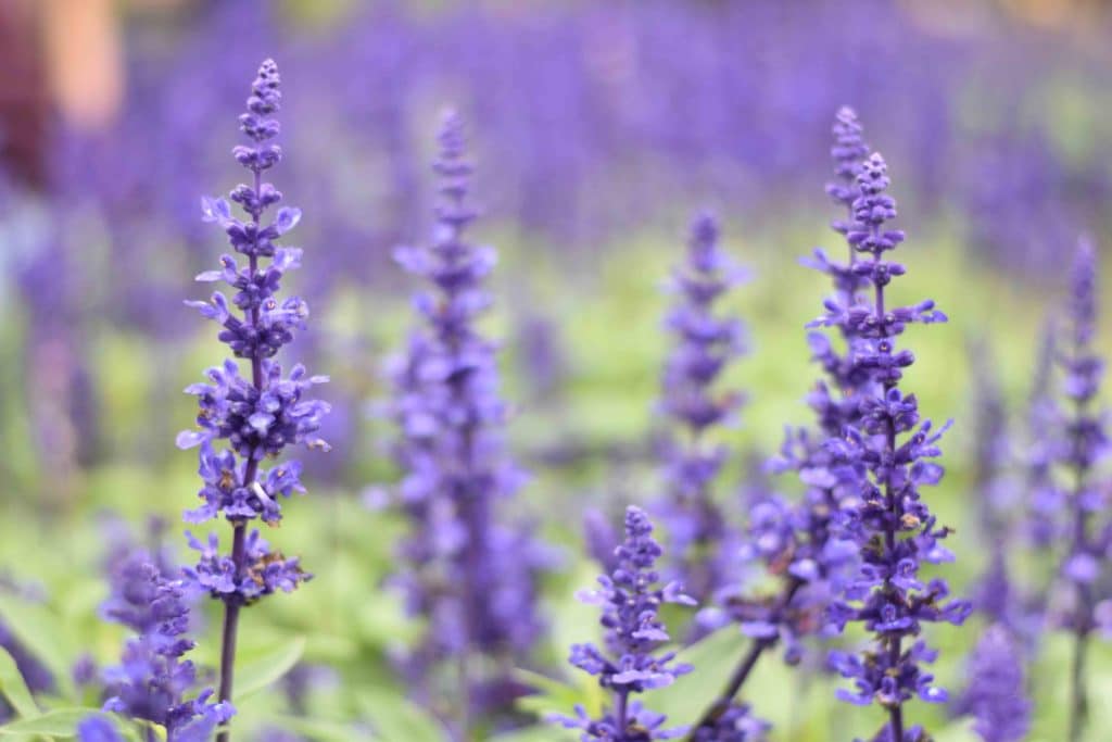 Summertime Essential Oils by Jesse Lane Wellness