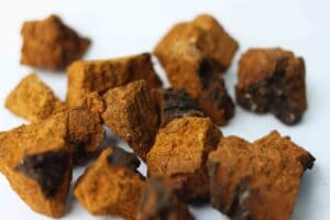 What are Adaptogens Chaga