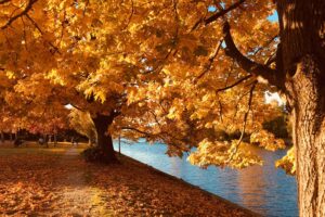 fall cooking classes and lunch & learn with Jesse Lane Lee