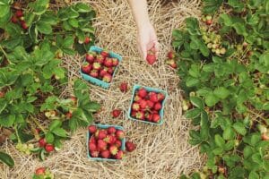 Taste of Summer: My Ultimate Collection of Strawberry Recipes
