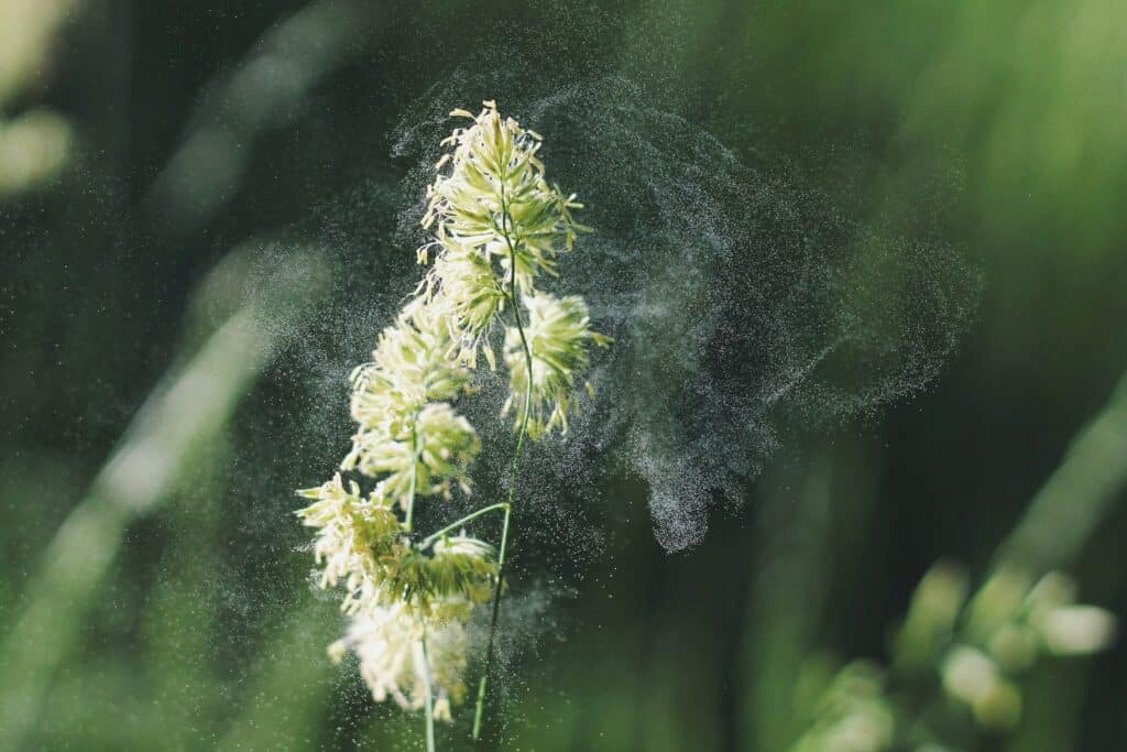 Breathe Easy: Natural Seasonal Allergy Support